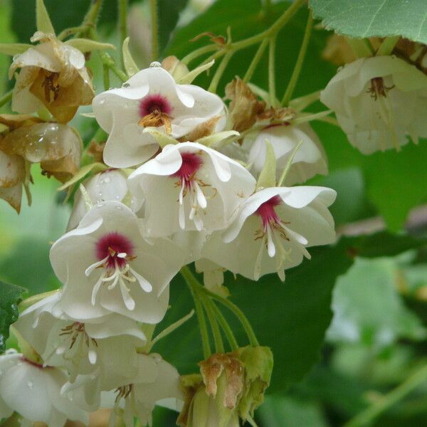 Dombeya burgessiae 花