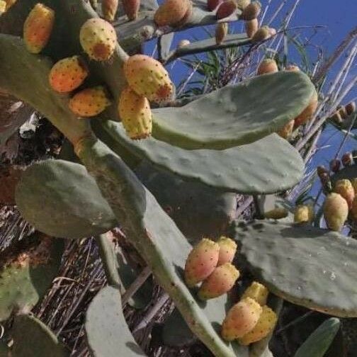 Opuntia ficus-indica Liść