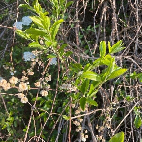 Spiraea cantoniensis Feuille