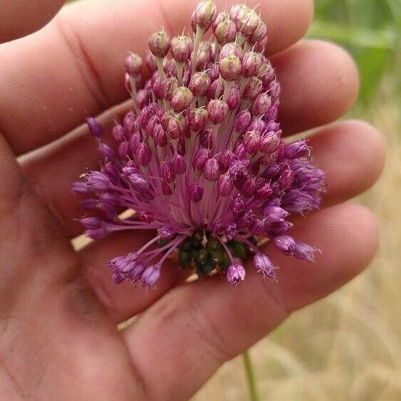 Allium atroviolaceum Flor