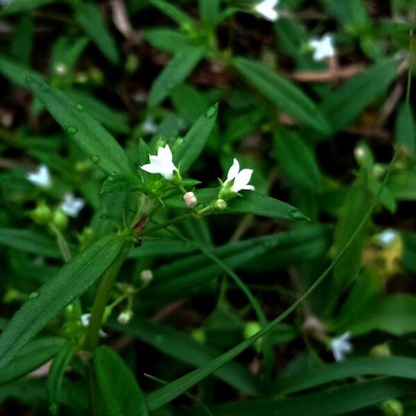 Oldenlandia corymbosa Flors