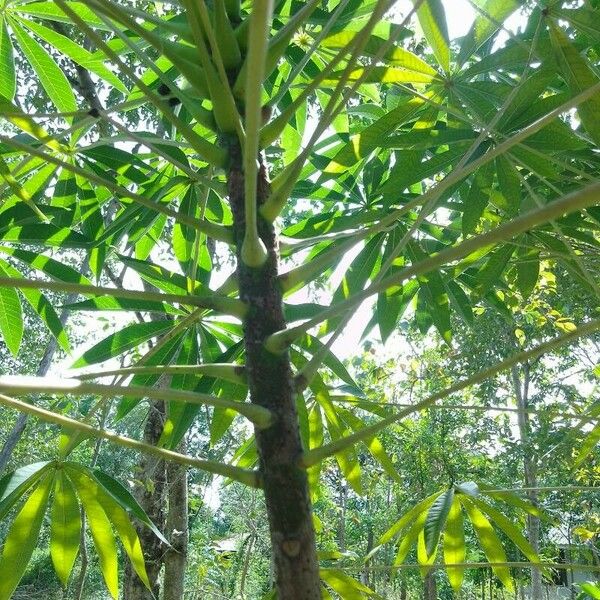 Ceiba pentandra ᱪᱷᱟᱹᱞᱤ