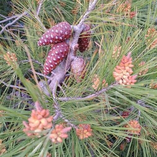 Pinus halepensis Vaisius