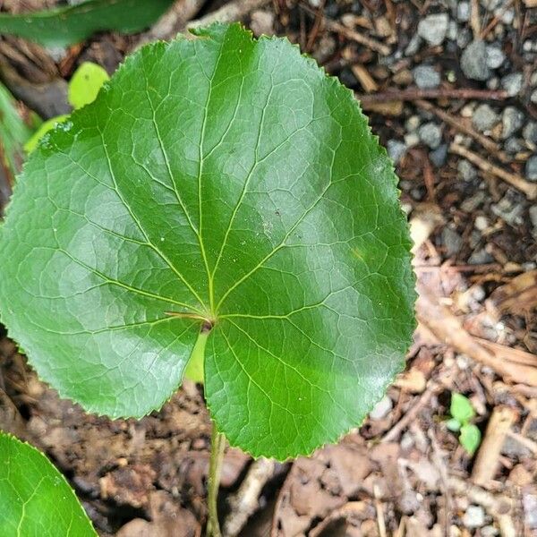 Galax urceolata Leaf