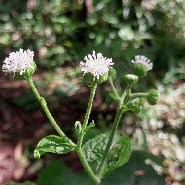 Chromolaena odorata Cvet