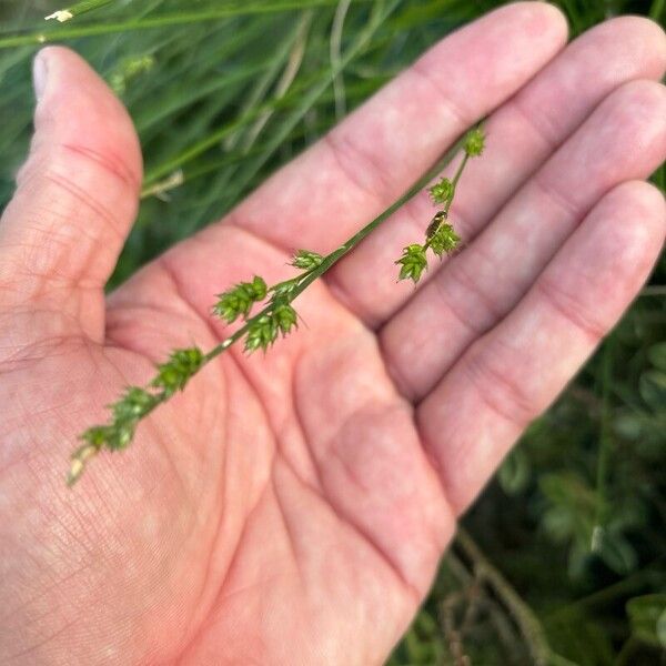 Carex divulsa Blomst