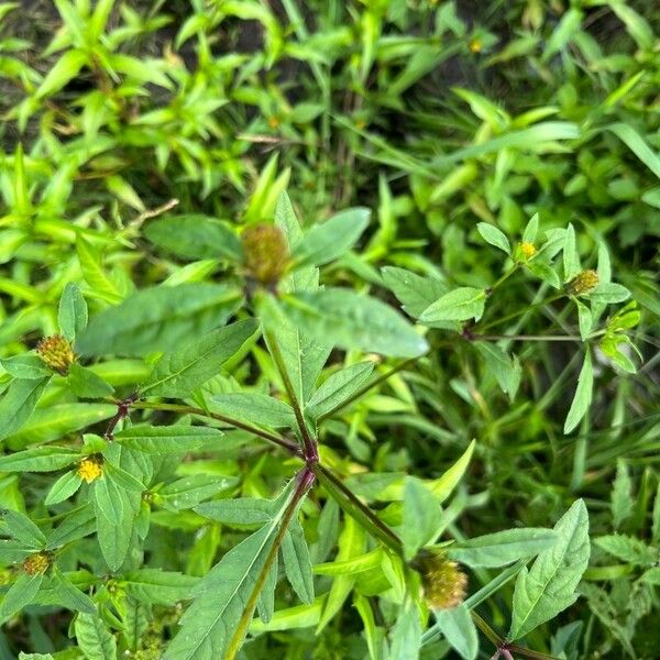 Bidens tripartita Hábito