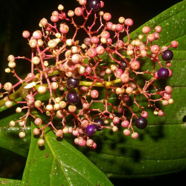 Miconia ligulata Õis