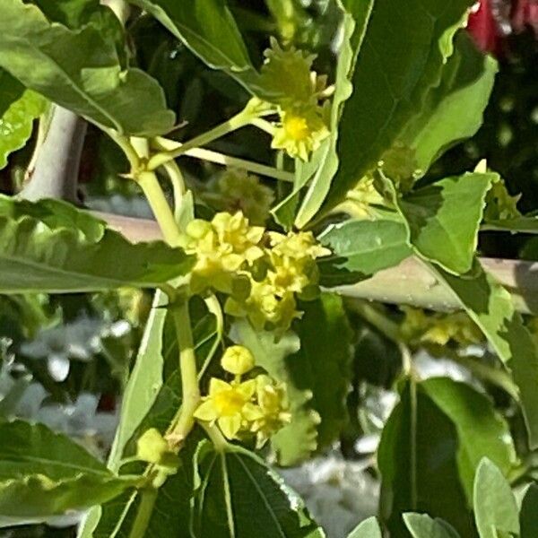 Ziziphus jujuba Flower