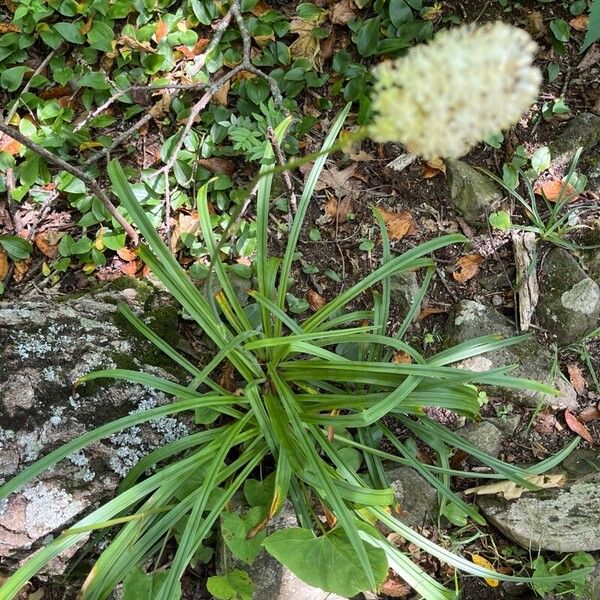 Amianthium muscitoxicum Foglia