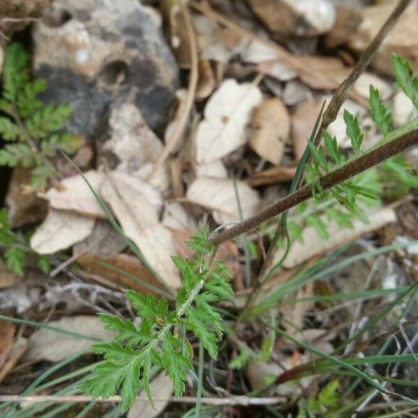 Tanacetum corymbosum برگ