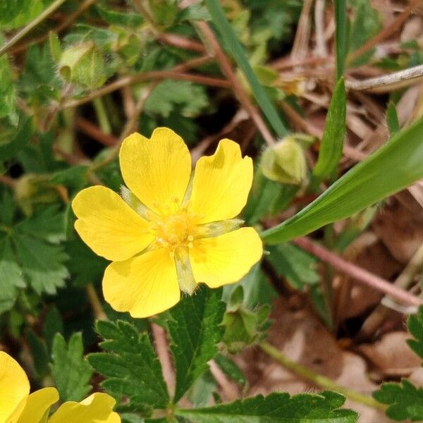 Potentilla verna Çiçek