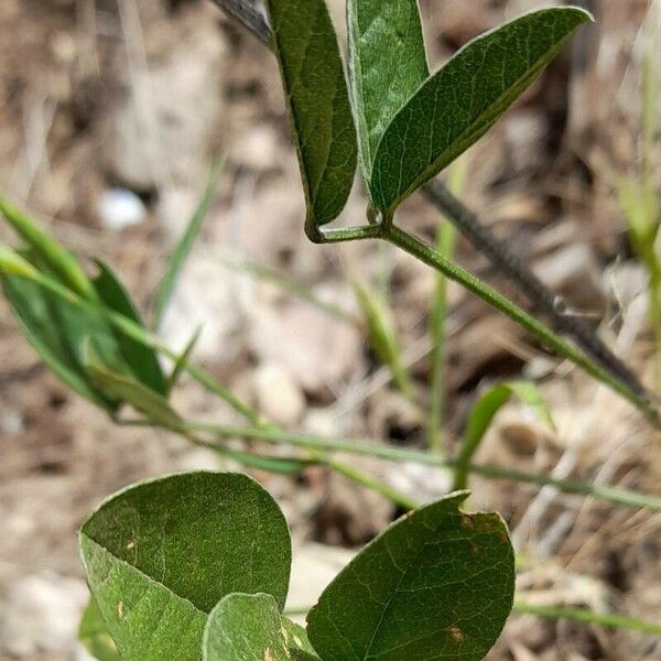 Bituminaria bituminosa Blatt