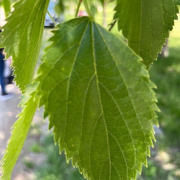 Celtis australis Leaf