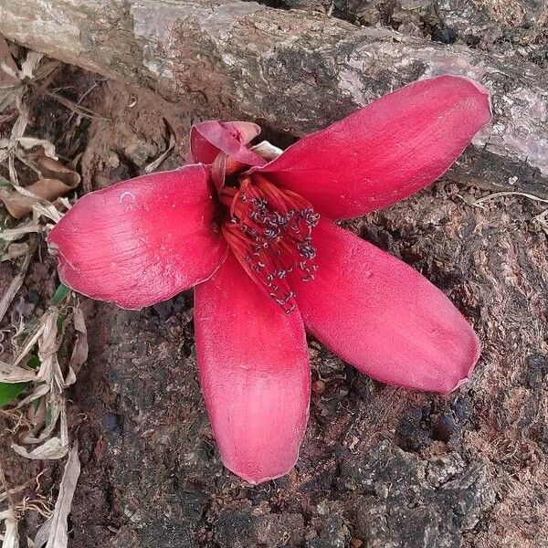 Bombax ceiba Cvet