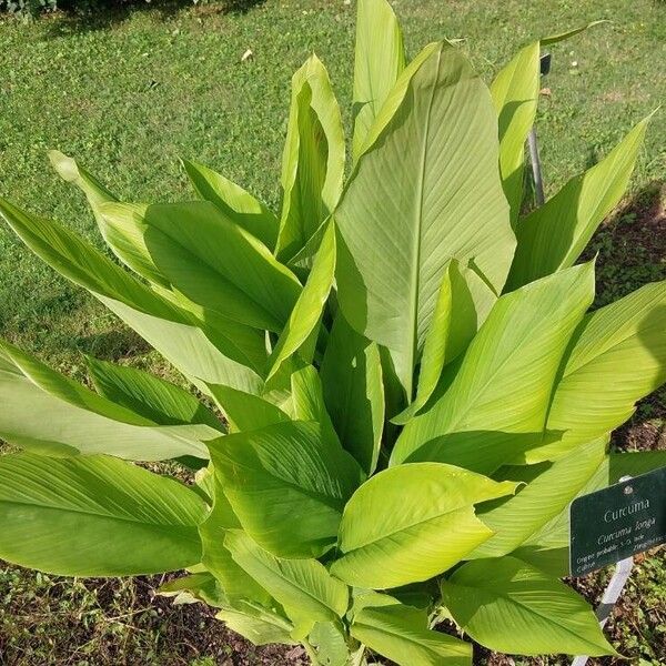 Curcuma longa Hoja