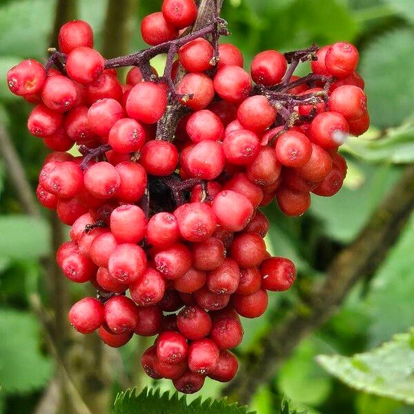 Sambucus racemosa Frutto