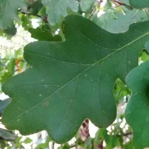 Quercus pubescens Hostoa