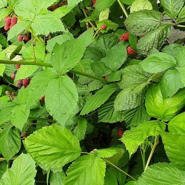 Rubus occidentalis Лист