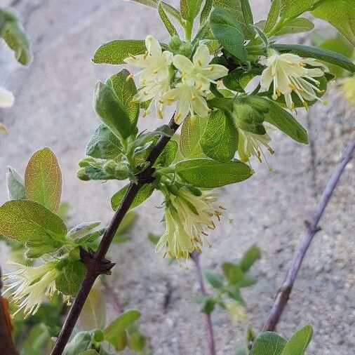 Lonicera caerulea Flower