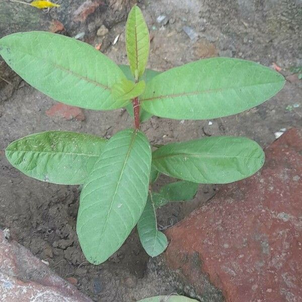 Psidium guajava Plod