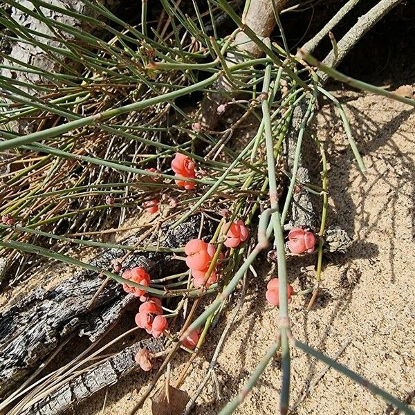 Ephedra distachya Fruto