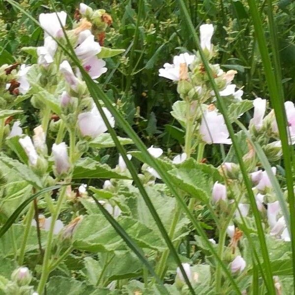 Althaea officinalis Blomst