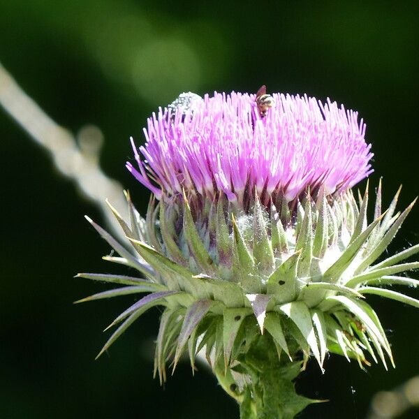 Onopordum tauricum Flors