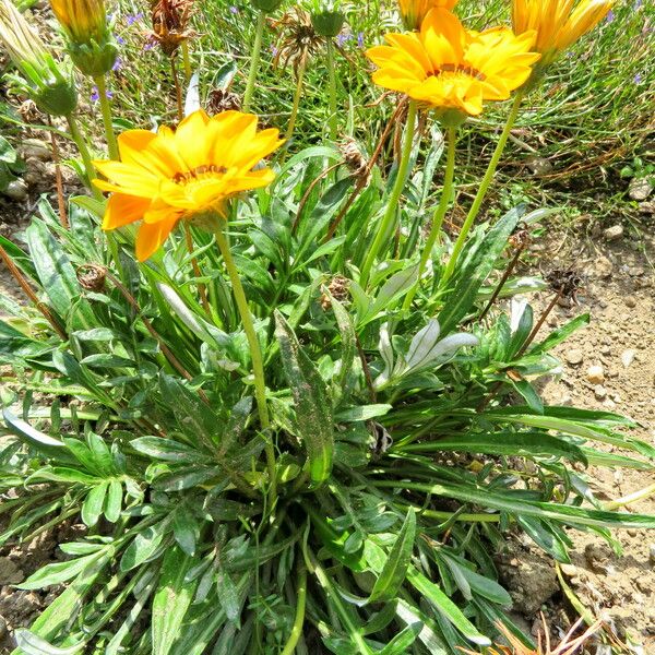 Gazania rigens 形态