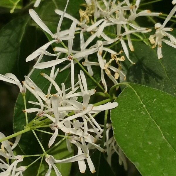 Chionanthus retusus Fiore