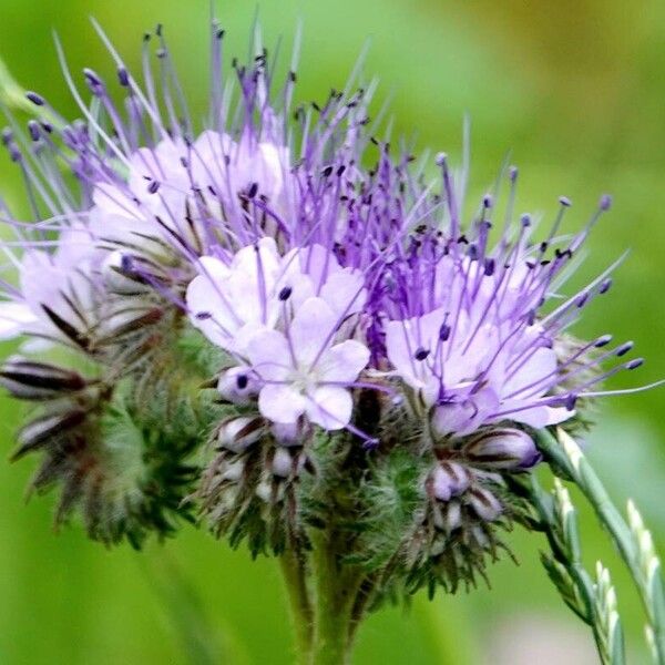 Phacelia congesta Flor