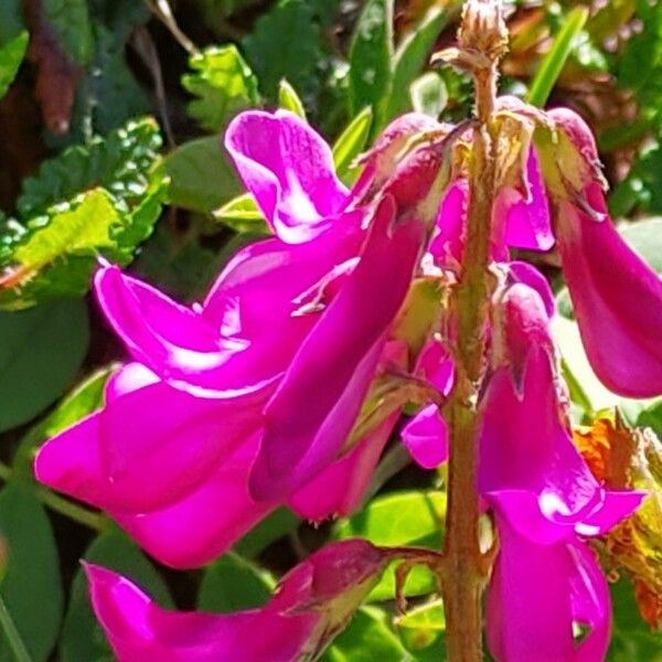 Hedysarum hedysaroides Flors