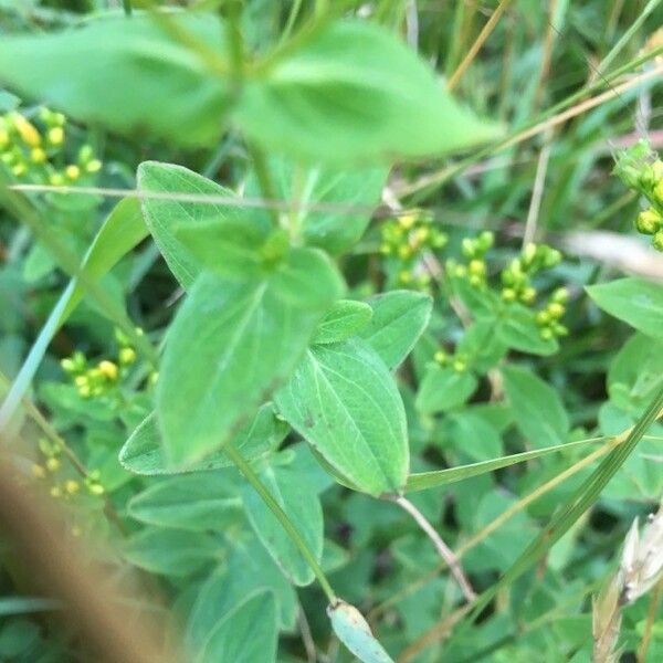 Hypericum punctatum List