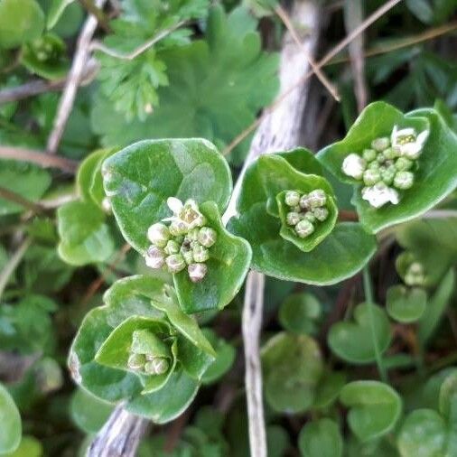 Cochlearia danica Blüte