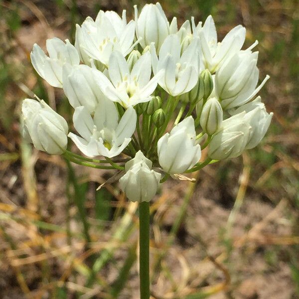 Triteleia hyacinthina Flower