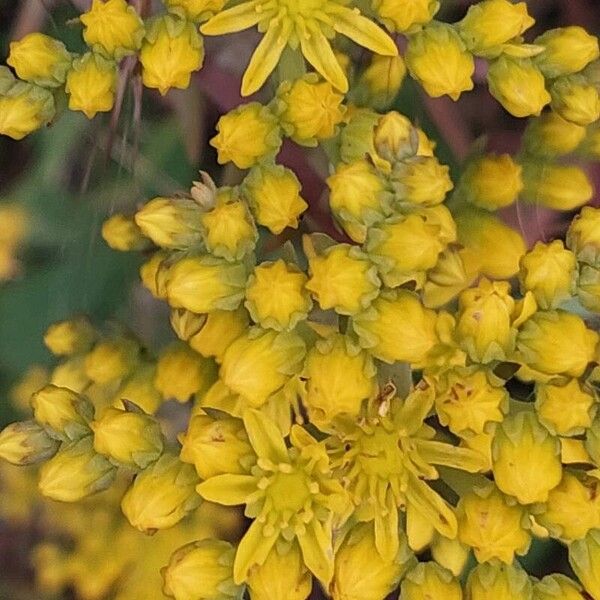 Petrosedum rupestre Flor