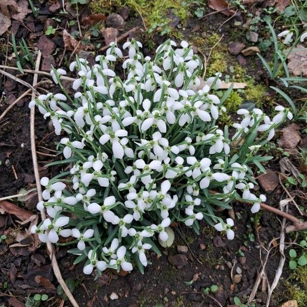 Galanthus plicatus Flower