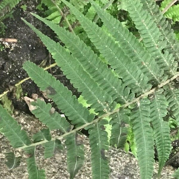 Thelypteris dentata Frunză