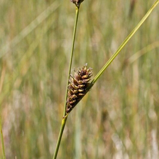 Carex lasiocarpa Frugt