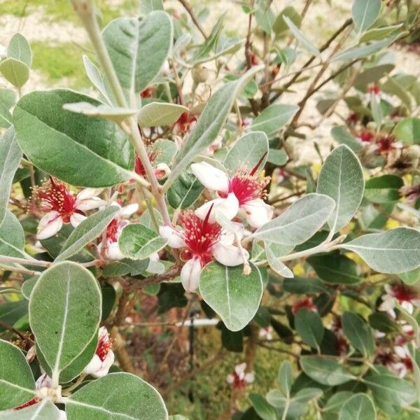 Acca sellowiana Flower