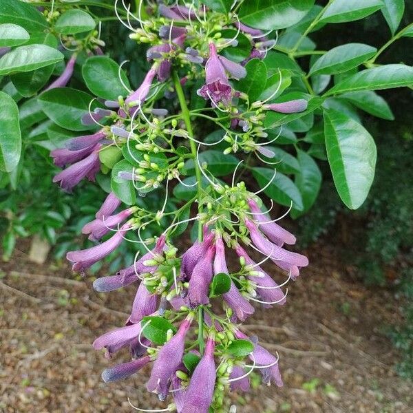Jacaranda obovata