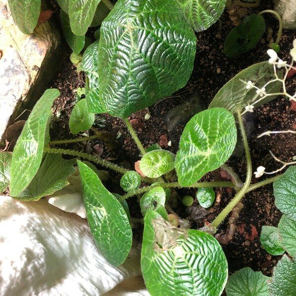 Begonia paulensis ശീലം