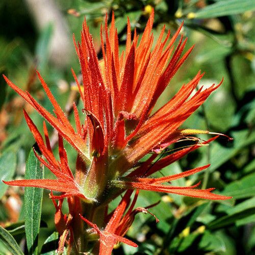 Castilleja parviflora Floare