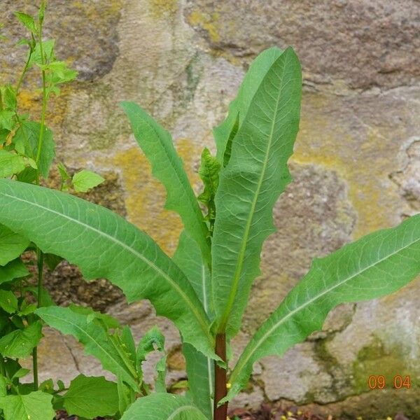 Lactuca virosa पत्ता