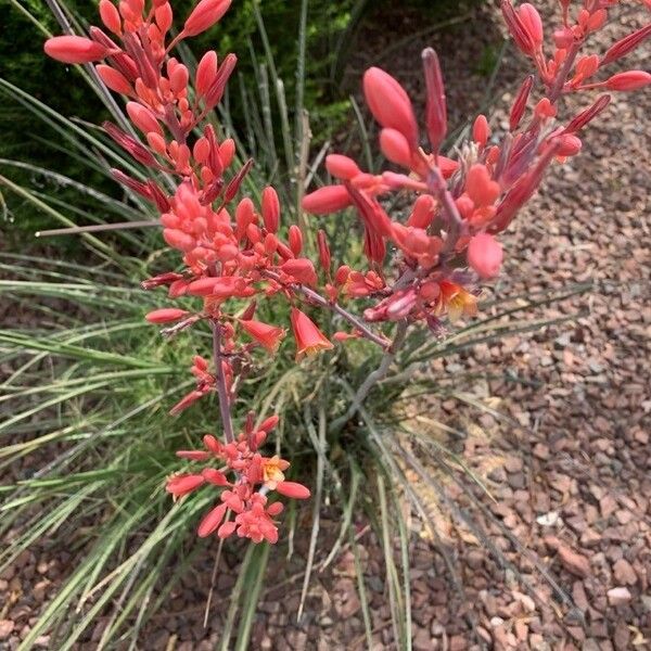 Hesperaloe parviflora പുഷ്പം