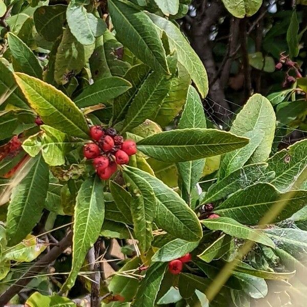 Photinia arbutifolia Hedelmä