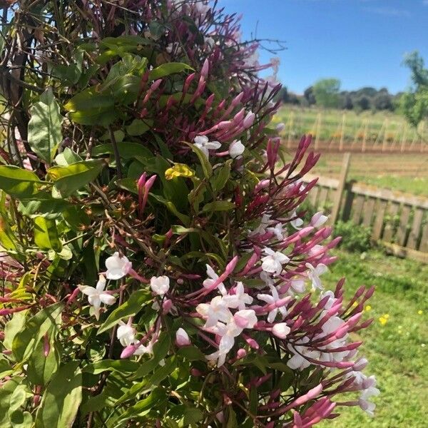 Jasminum officinale Кветка