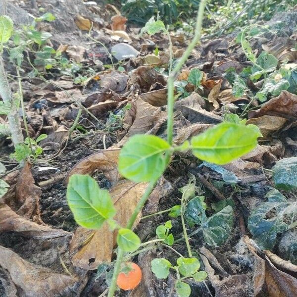 Solanum capsicoides Leaf