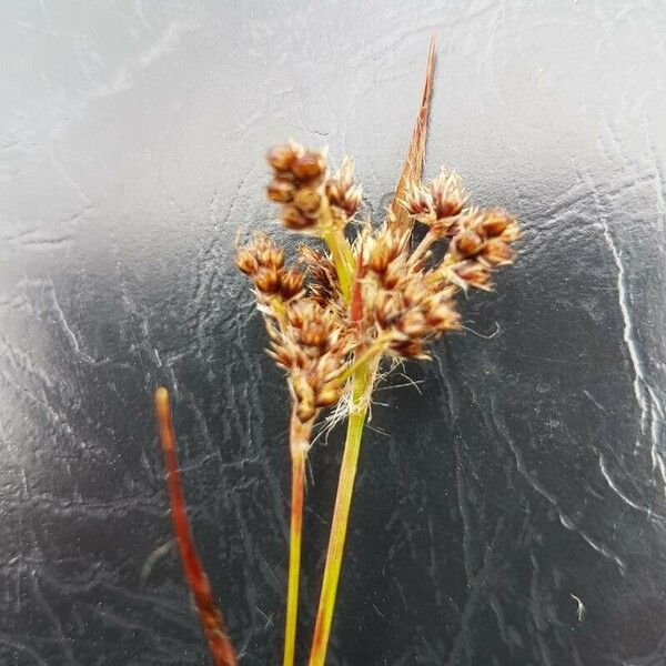 Luzula multiflora Fruit