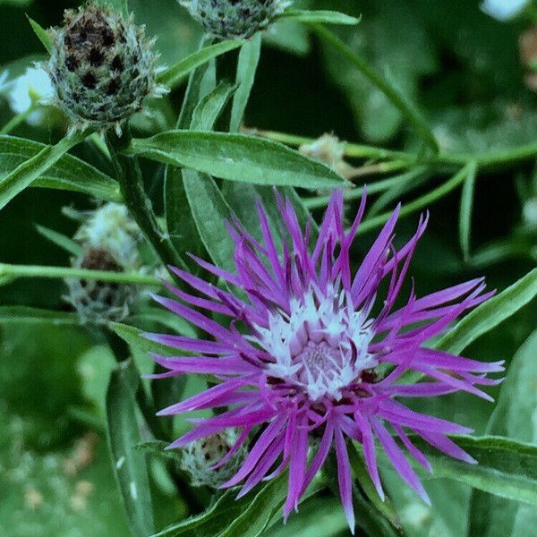 Centaurea napifolia Květ